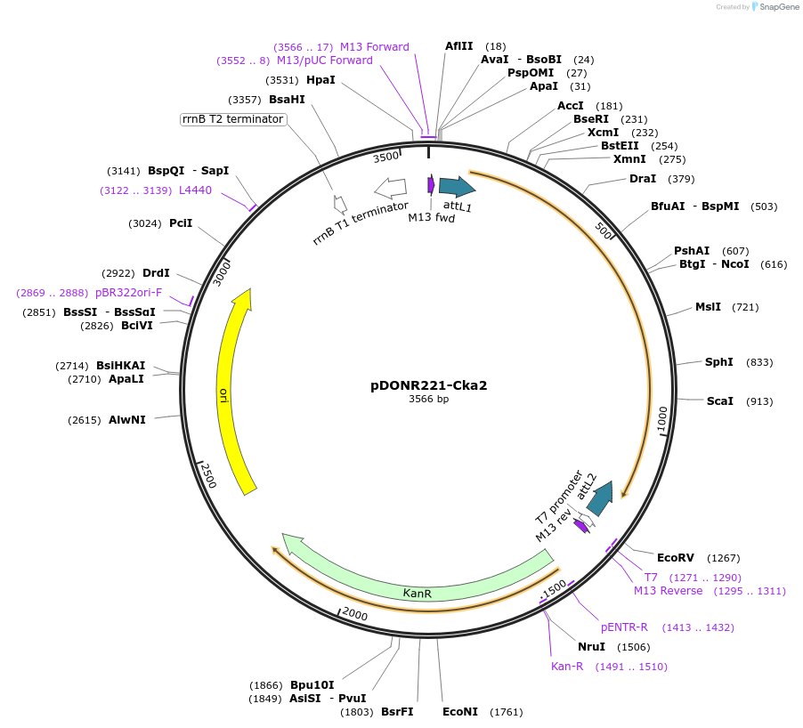 99980-plasmid-map-sequence-id-191956