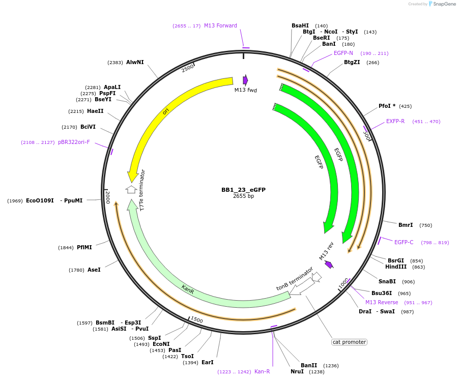 98518-plasmid-map-sequence-id-191958