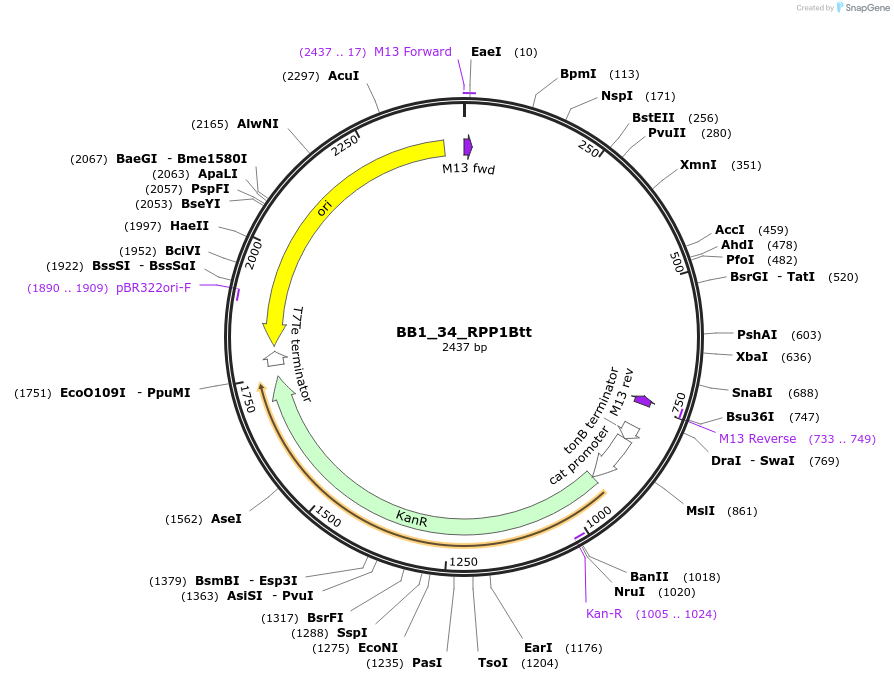 98522-plasmid-map-sequence-id-191960