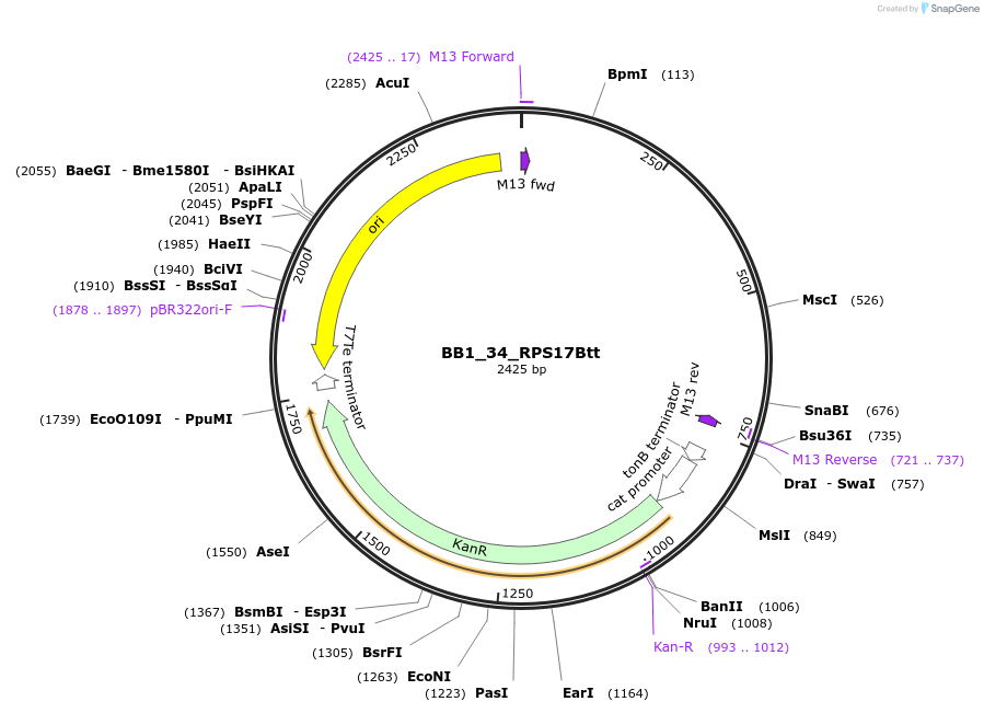 98523-plasmid-map-sequence-id-191961