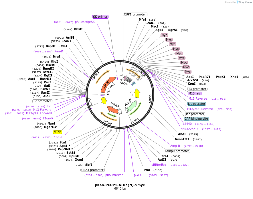 99526-plasmid-map-sequence-id-192008