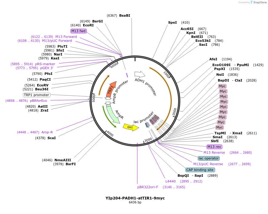 99532-plasmid-map-sequence-id-192011