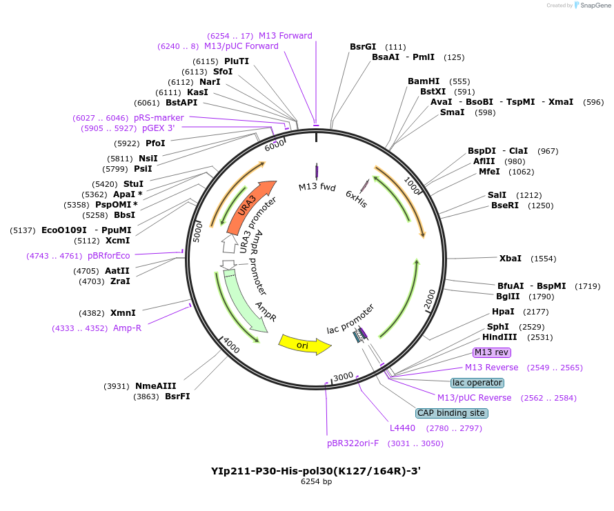 99549-plasmid-map-sequence-id-192012