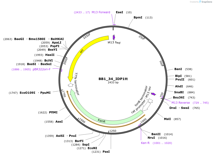 98525-plasmid-map-sequence-id-192015