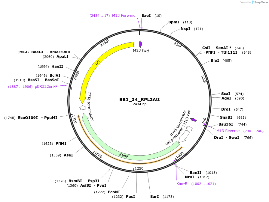 98528-plasmid-map-sequence-id-192019