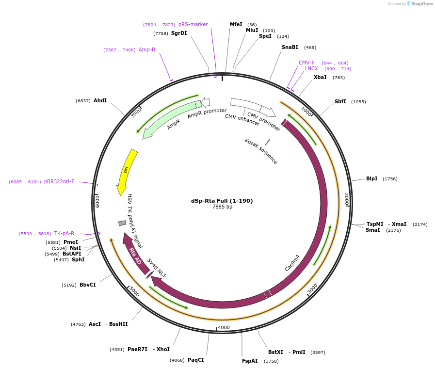 99662-plasmid-map-sequence-id-192021