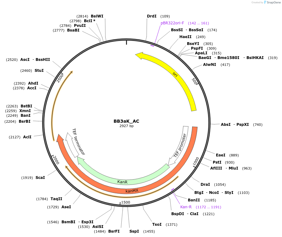 98530-plasmid-map-sequence-id-192022