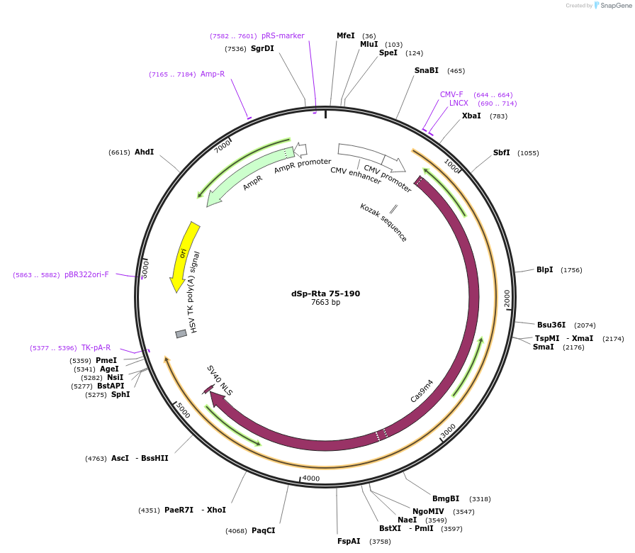 99663-plasmid-map-sequence-id-192026