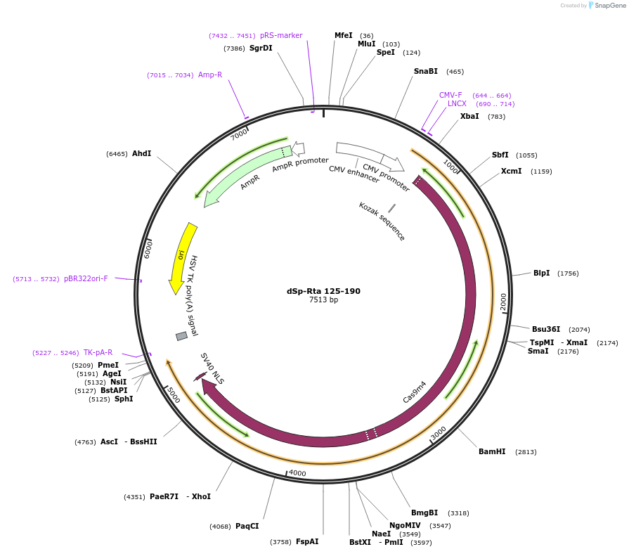 99664-plasmid-map-sequence-id-192028