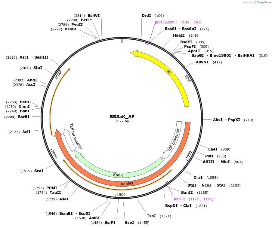 98533-plasmid-map-sequence-id-192030