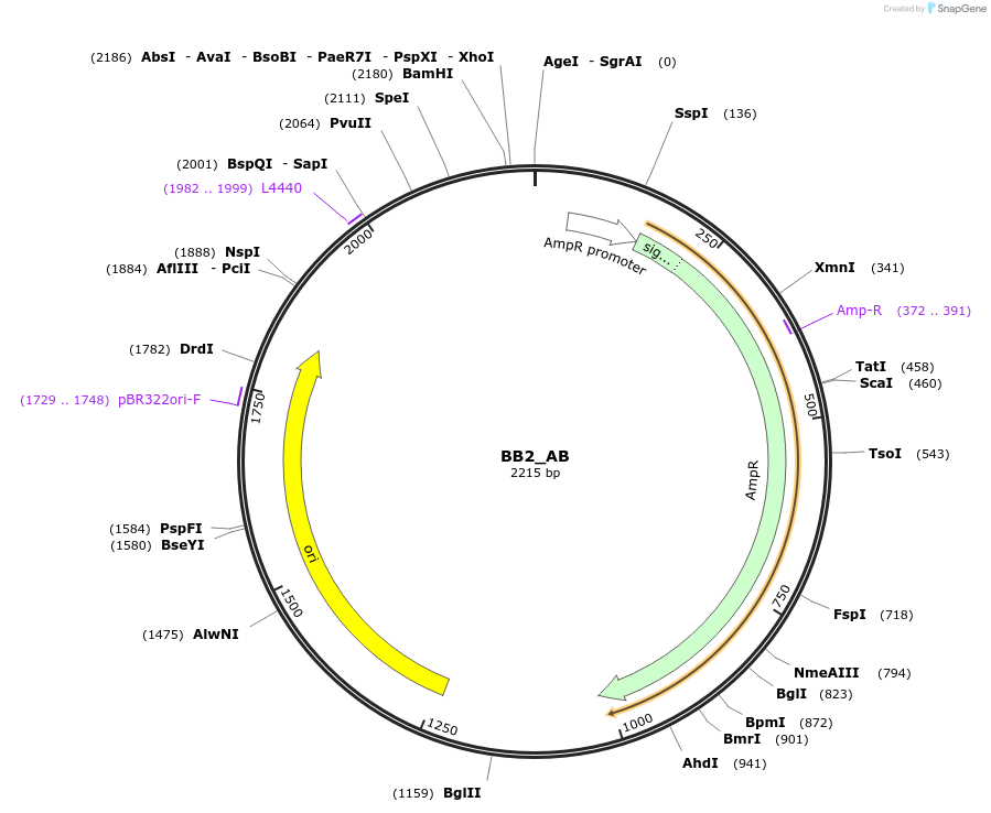 98534-plasmid-map-sequence-id-192031