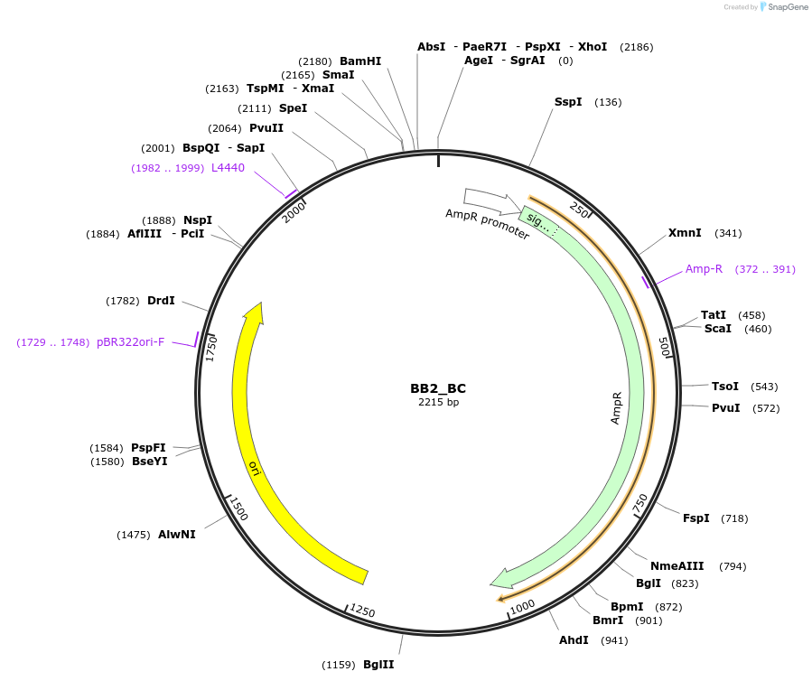 98535-plasmid-map-sequence-id-192032