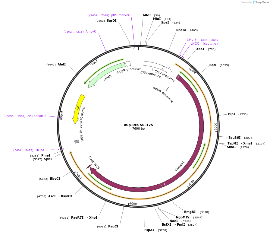 99665-plasmid-map-sequence-id-192035