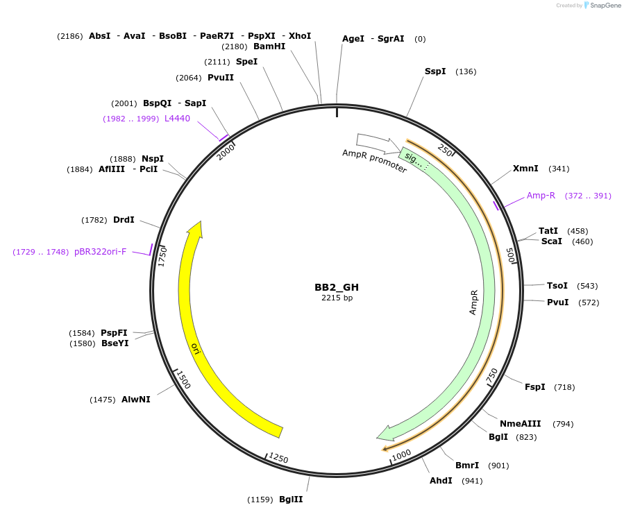 98540-plasmid-map-sequence-id-192039