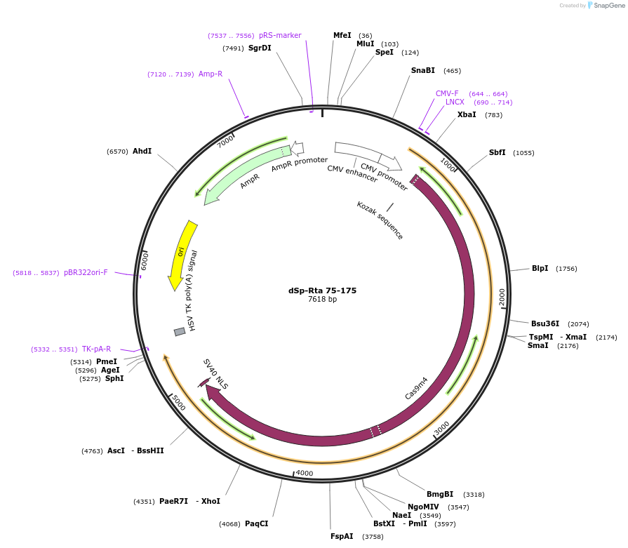 99666-plasmid-map-sequence-id-192042