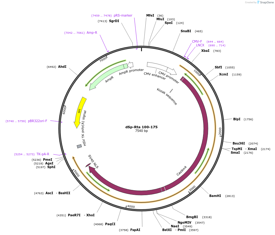 99667-plasmid-map-sequence-id-192044
