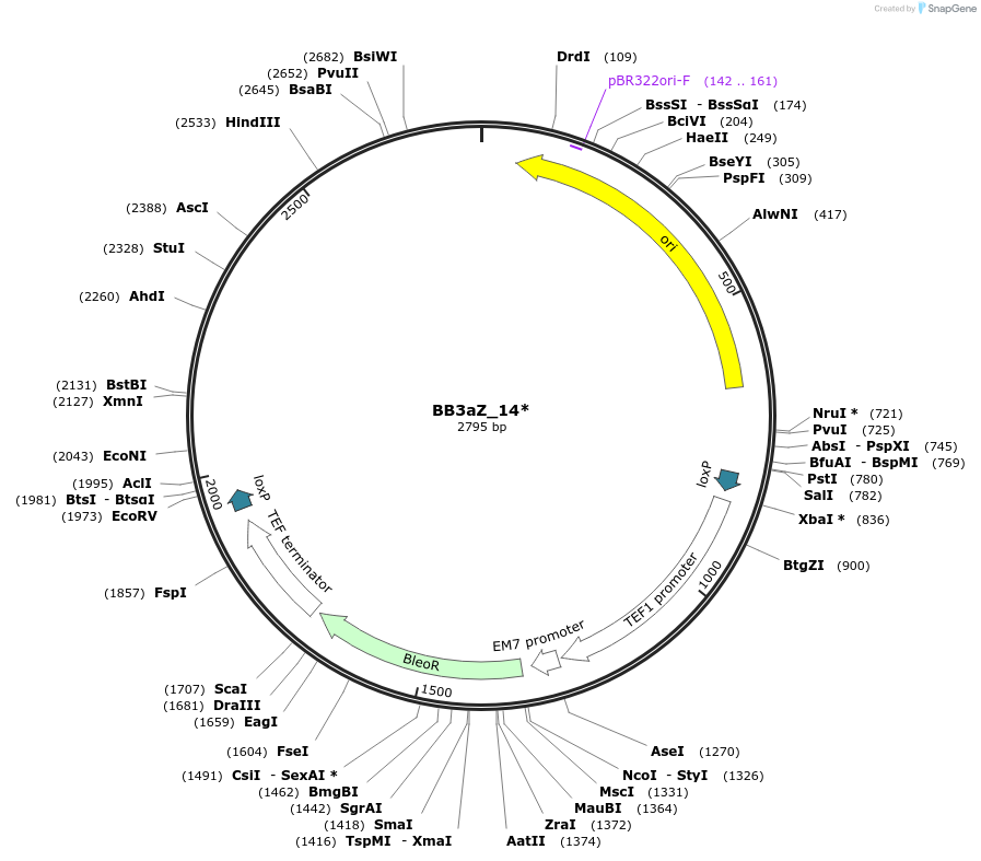 98542-plasmid-map-sequence-id-192045