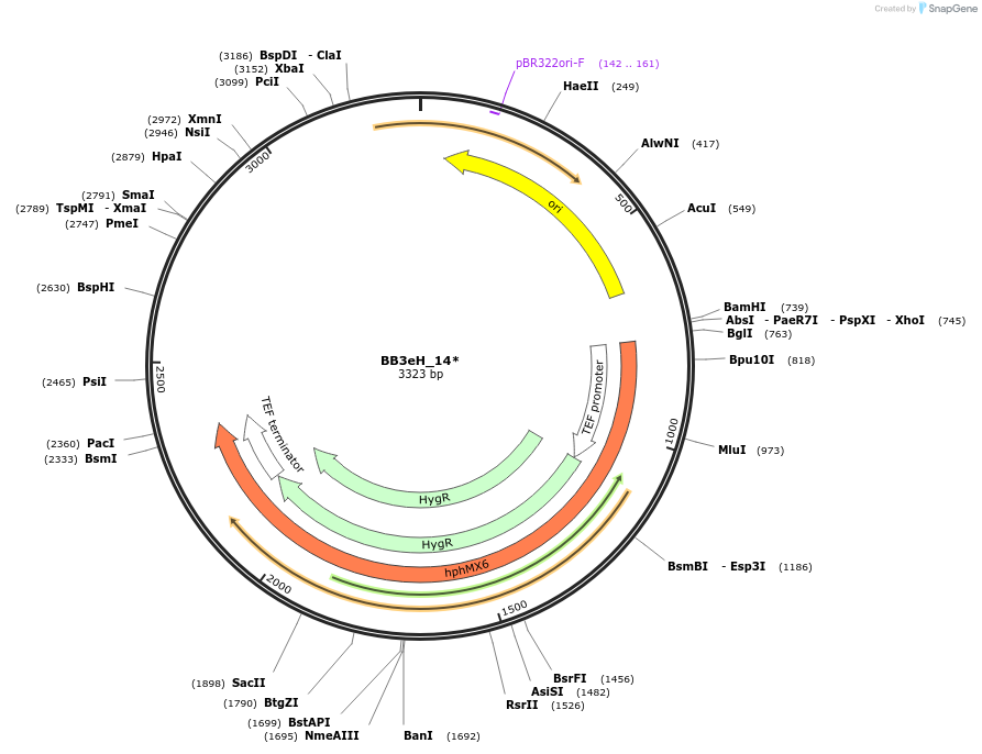 98543-plasmid-map-sequence-id-192046