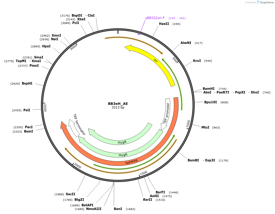 98546-plasmid-map-sequence-id-192049