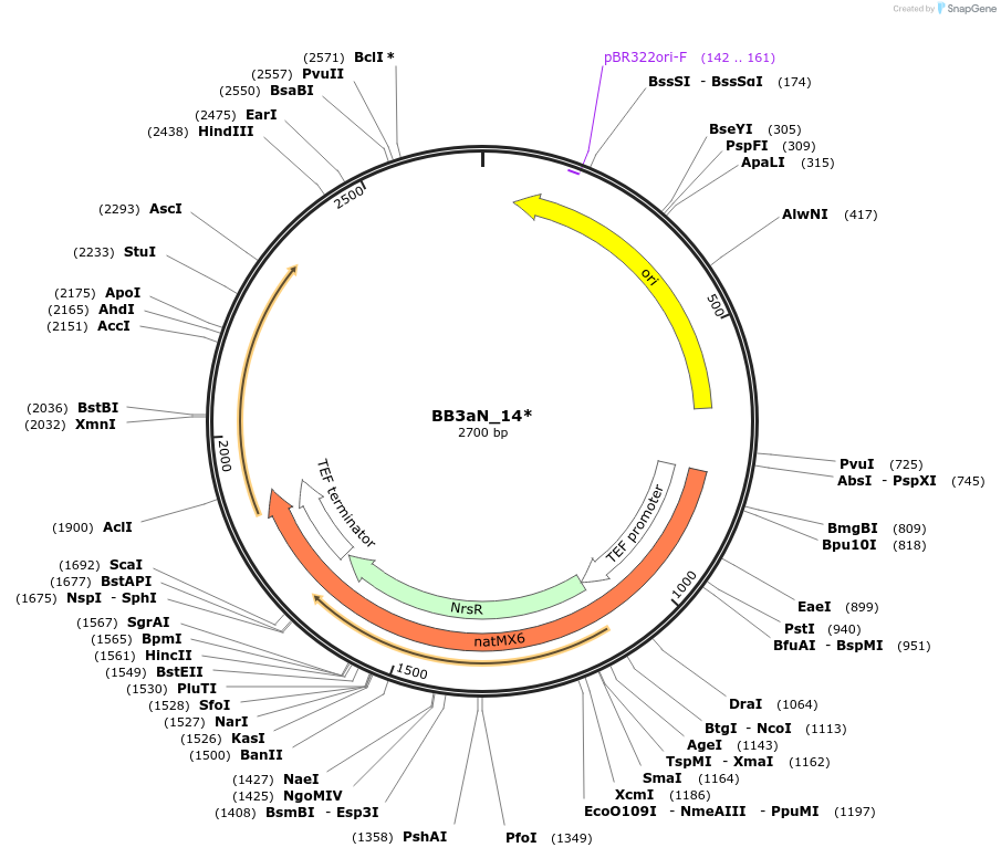 98548-plasmid-map-sequence-id-192051