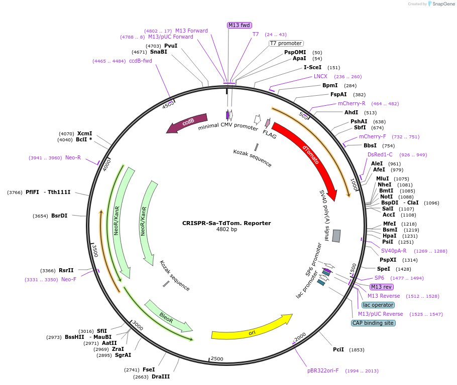99652-plasmid-map-sequence-id-192053