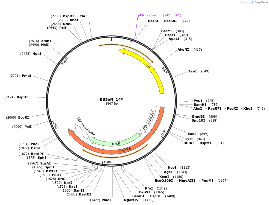 98549-plasmid-map-sequence-id-192054