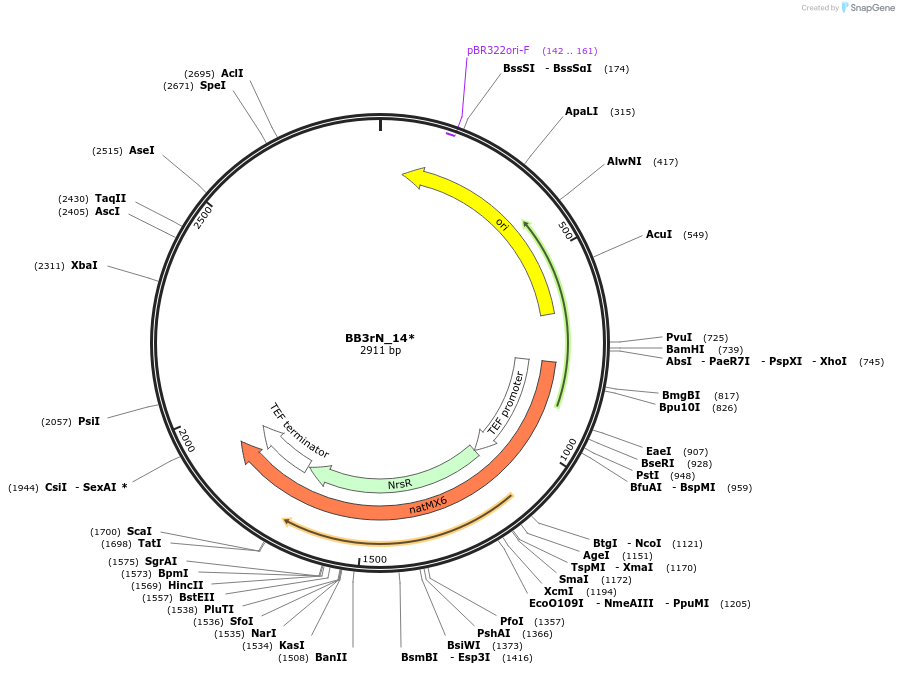98550-plasmid-map-sequence-id-192055