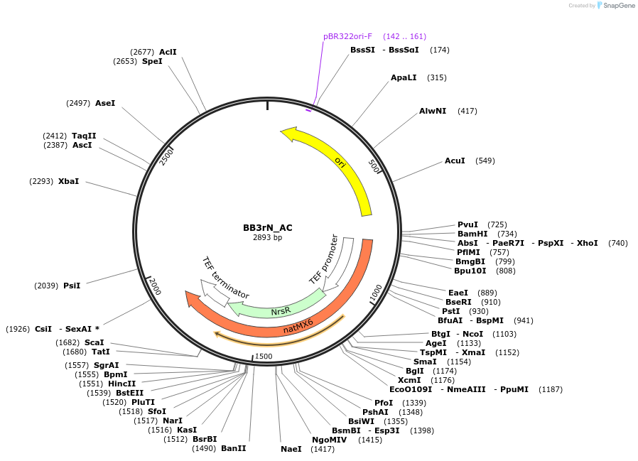 98551-plasmid-map-sequence-id-192056