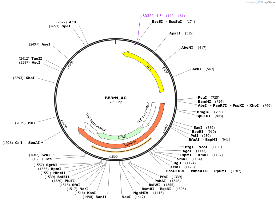 98555-plasmid-map-sequence-id-192060
