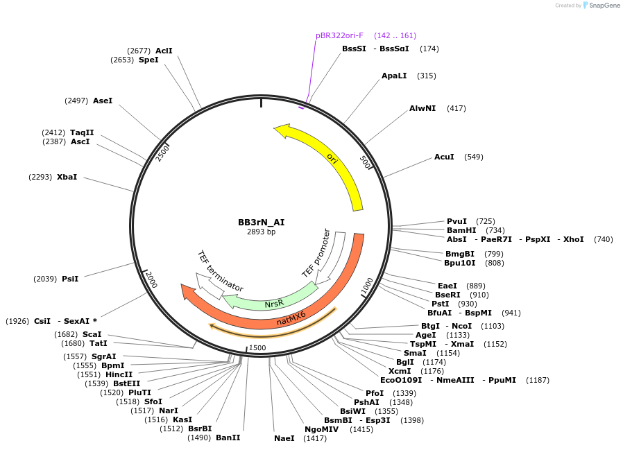 98557-plasmid-map-sequence-id-192062
