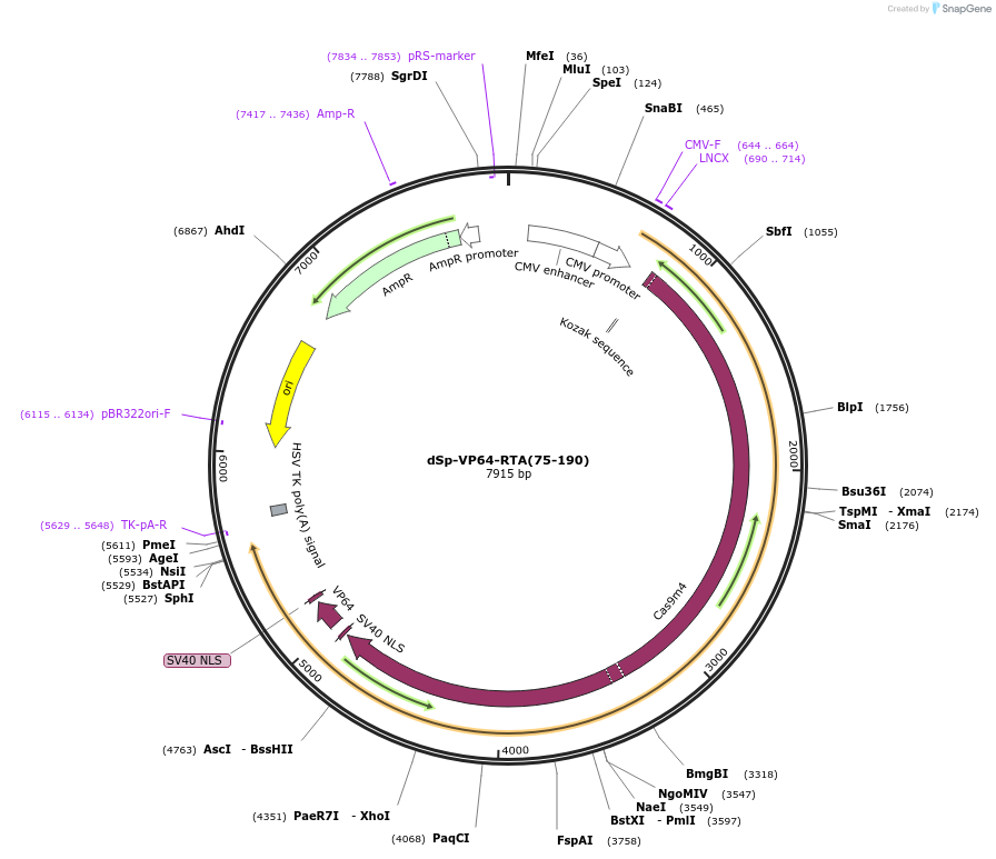 99669-plasmid-map-sequence-id-192063