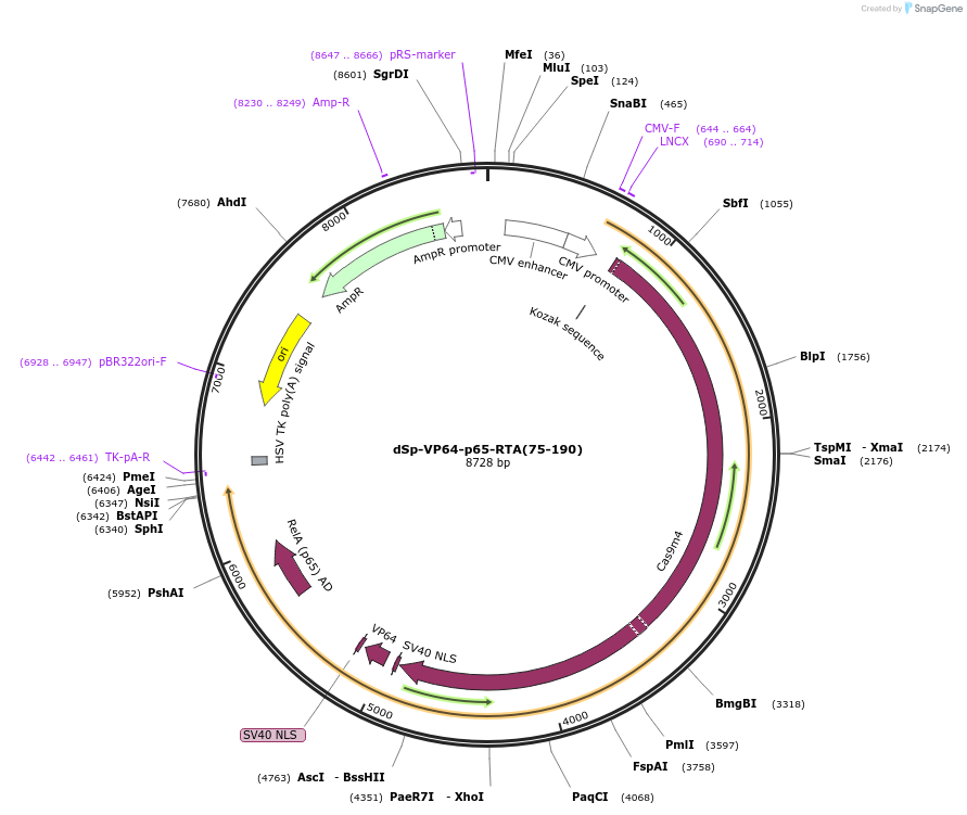 99670-plasmid-map-sequence-id-192065