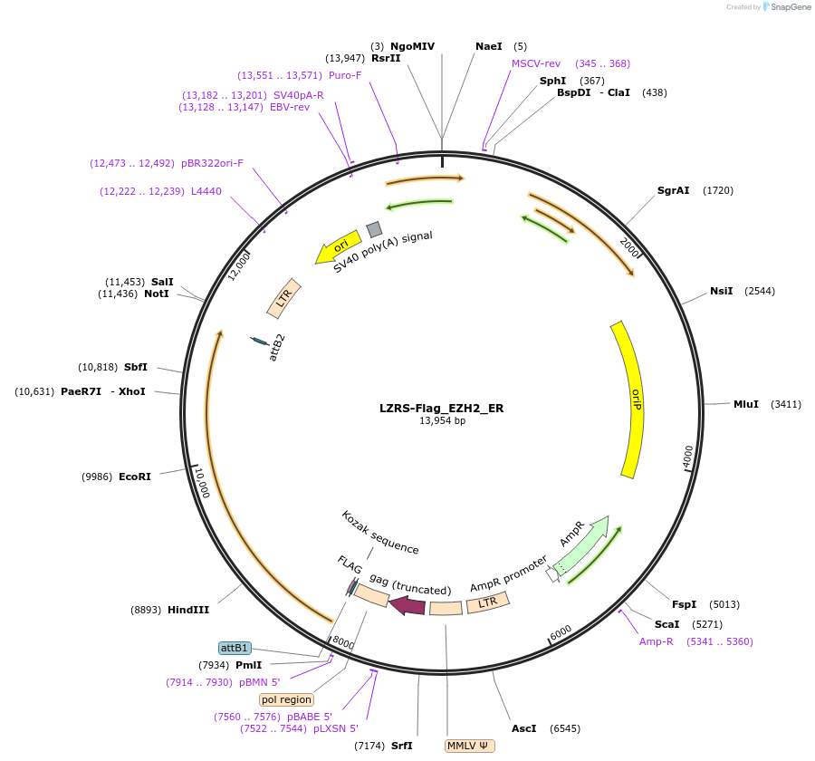 26111-plasmid-map-sequence-id-192075