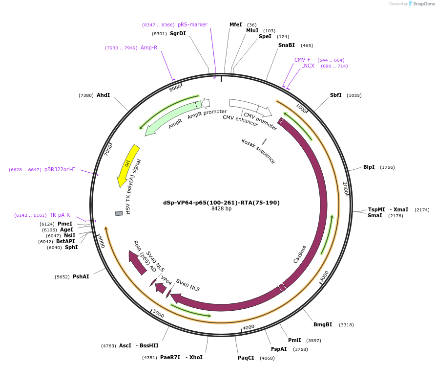 99672-plasmid-map-sequence-id-192079