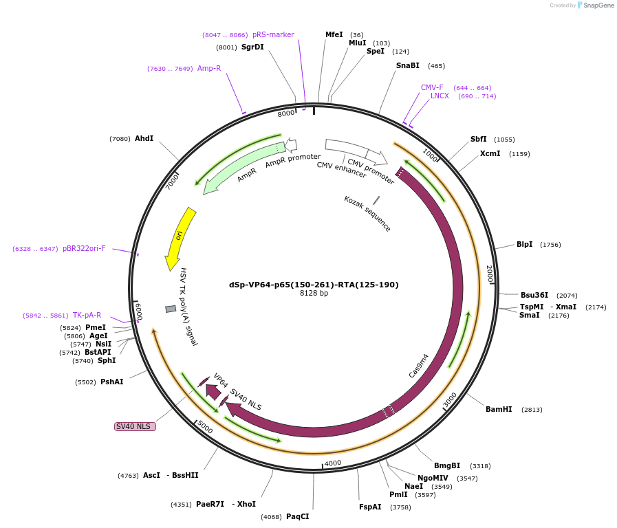 99674-plasmid-map-sequence-id-192084