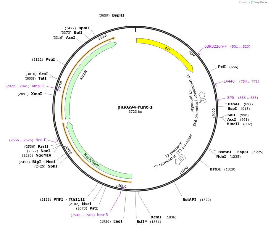 99089-plasmid-map-sequence-id-192087