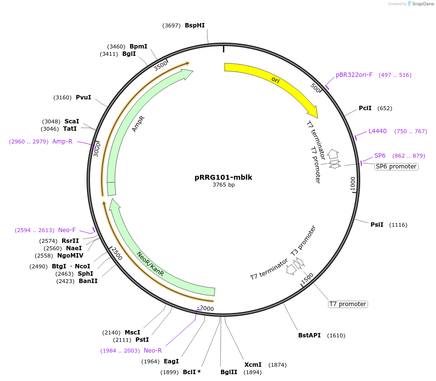 99091-plasmid-map-sequence-id-192090