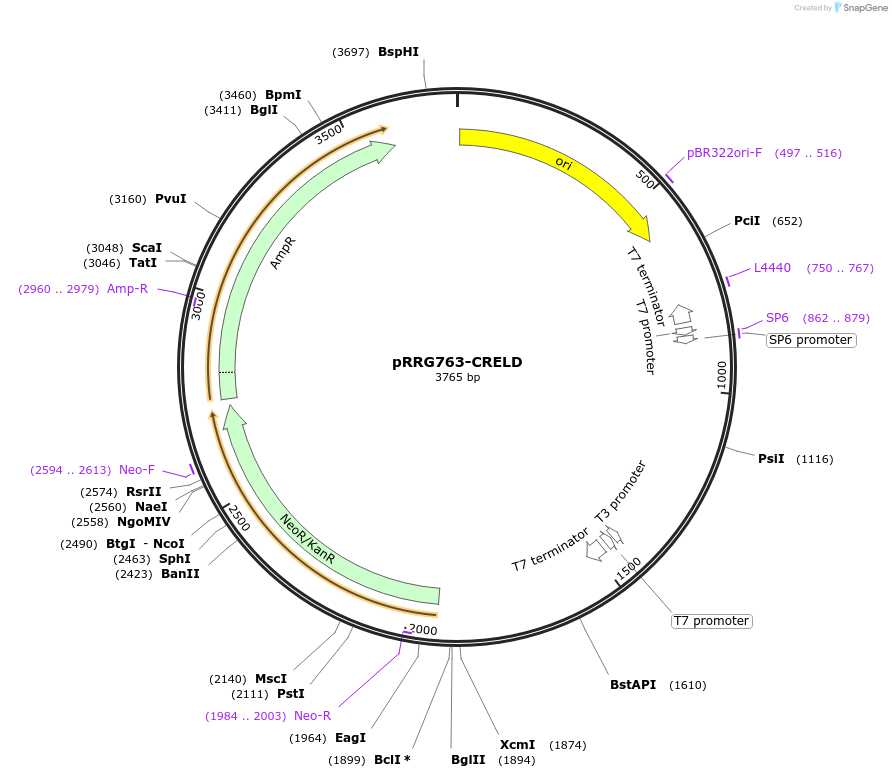 99092-plasmid-map-sequence-id-192091