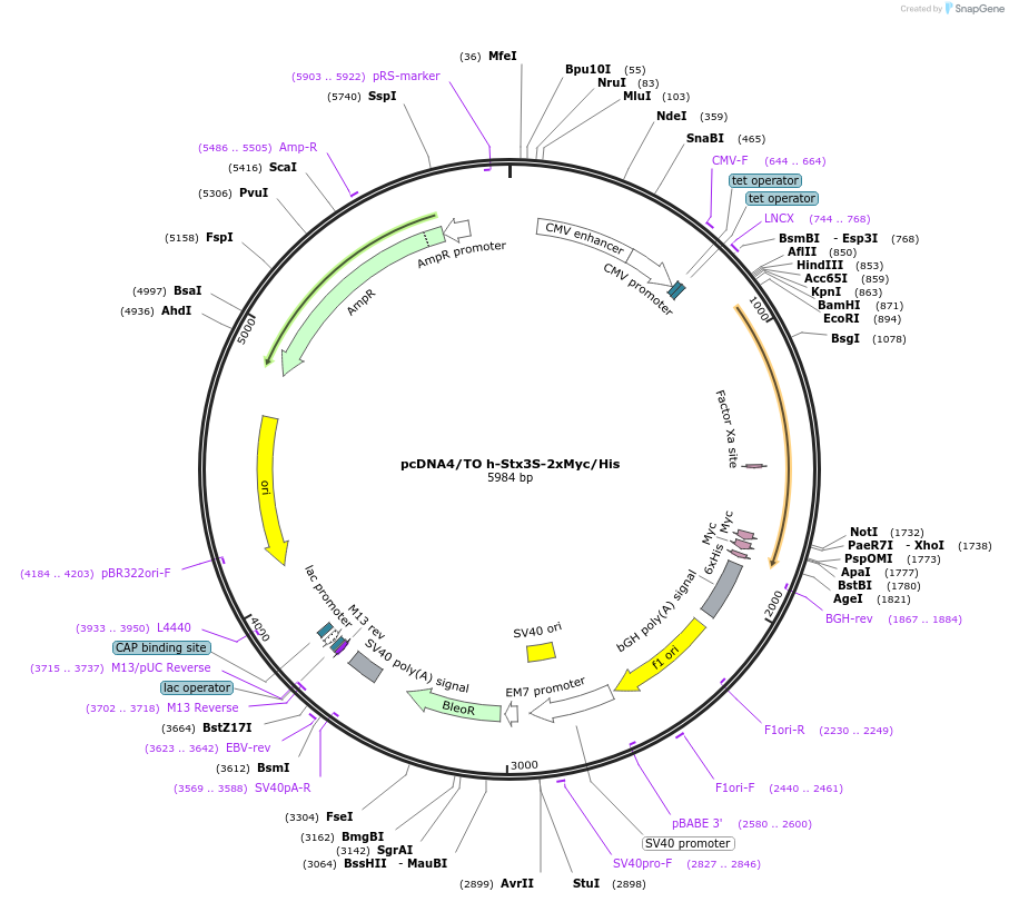 99744-plasmid-map-sequence-id-192092