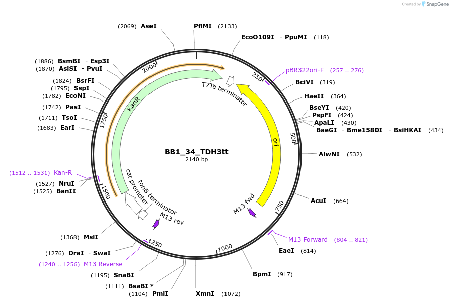 98520-plasmid-map-sequence-id-192095