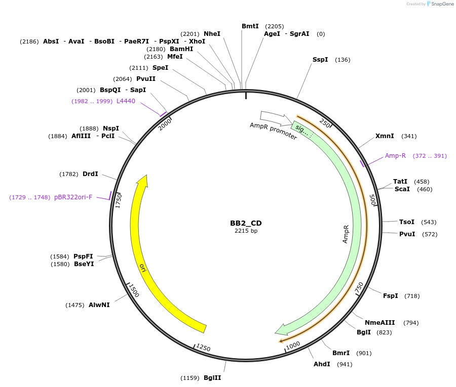 98536-plasmid-map-sequence-id-192096
