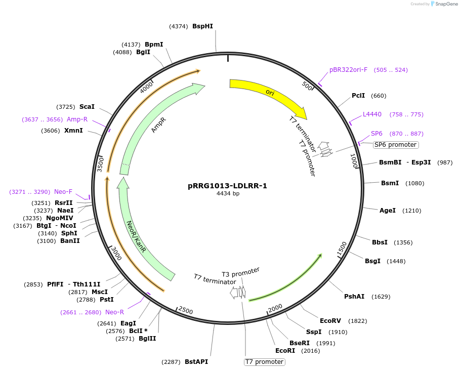 99093-plasmid-map-sequence-id-192099