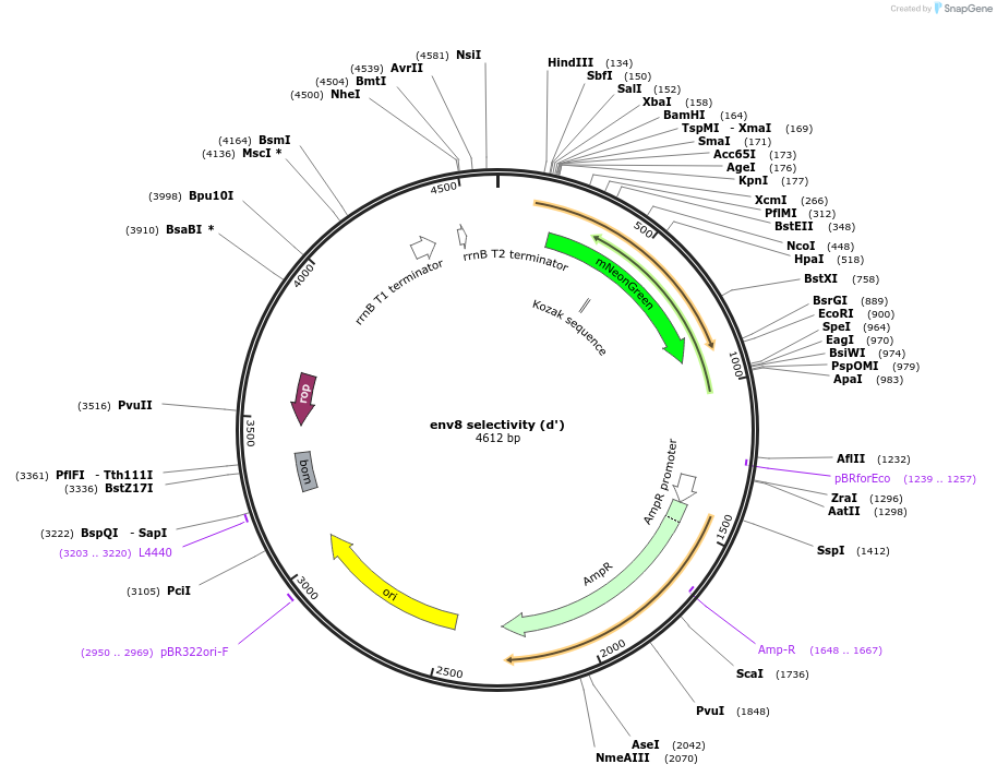 99838-plasmid-map-sequence-id-192115