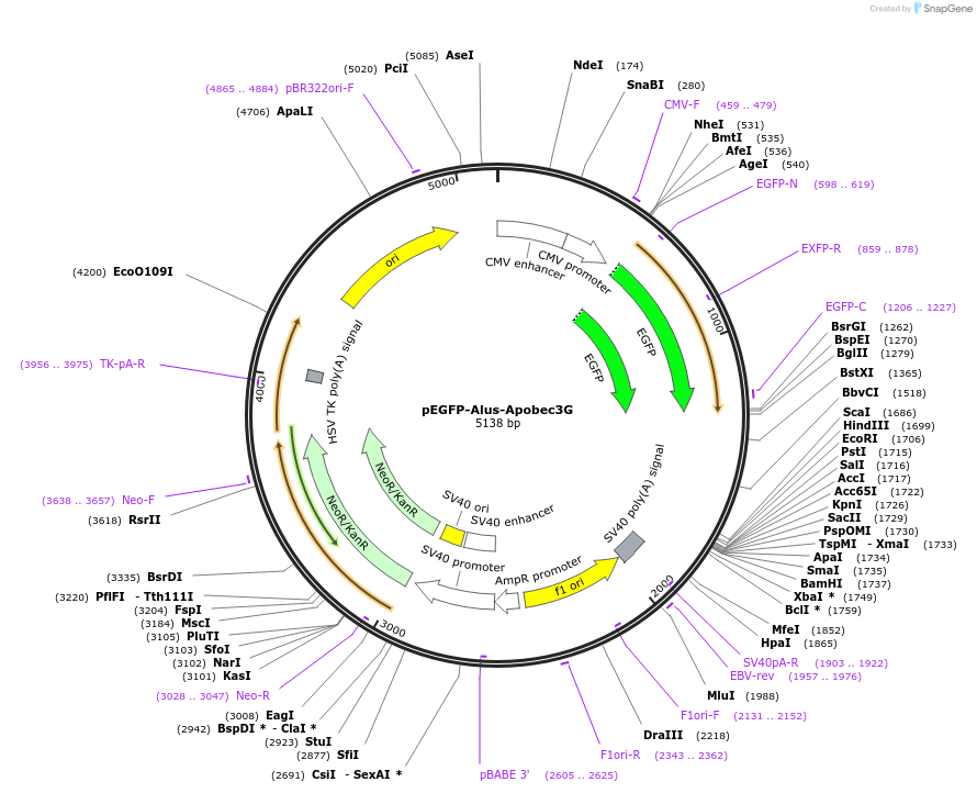 92348-plasmid-map-sequence-id-192128