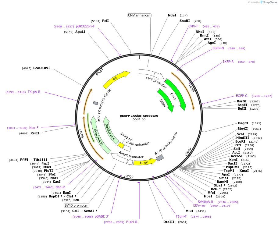 92349-plasmid-map-sequence-id-192130