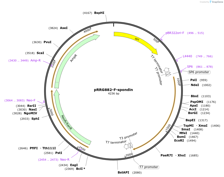 99096-plasmid-map-sequence-id-192134
