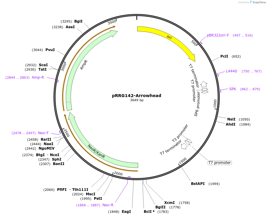 99097-plasmid-map-sequence-id-192136