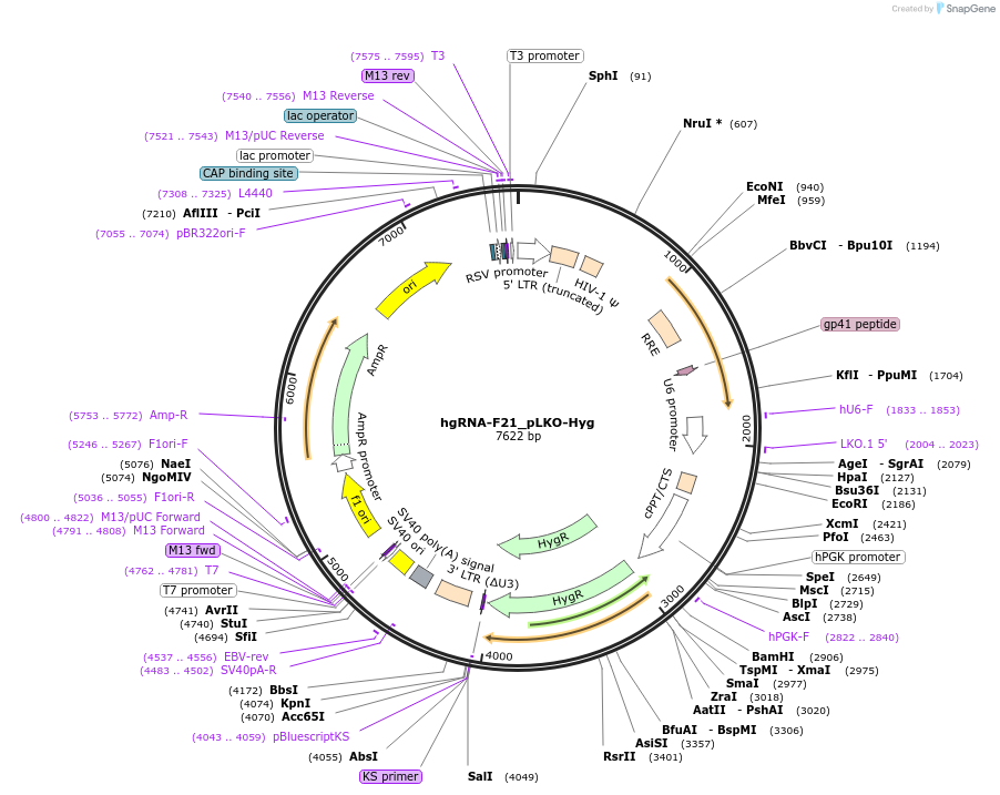 100564-plasmid-map-sequence-id-192139