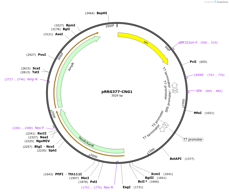 99098-plasmid-map-sequence-id-192141