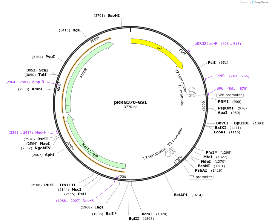 99101-plasmid-map-sequence-id-192153